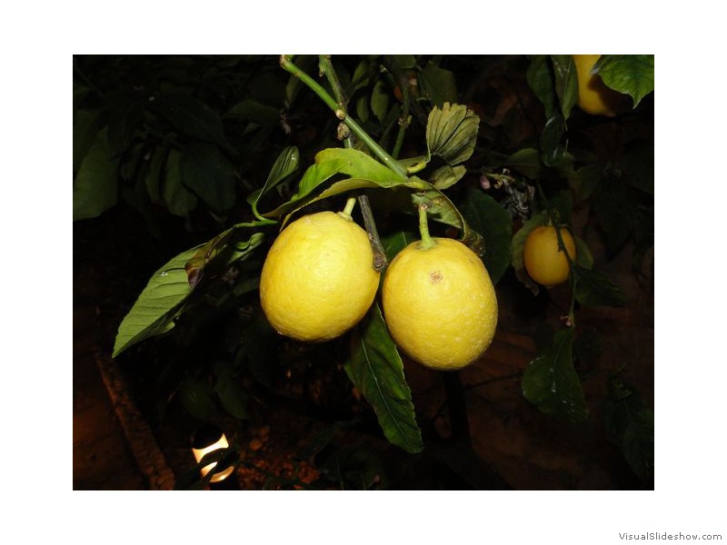 Fresh Lemons in Croatia
