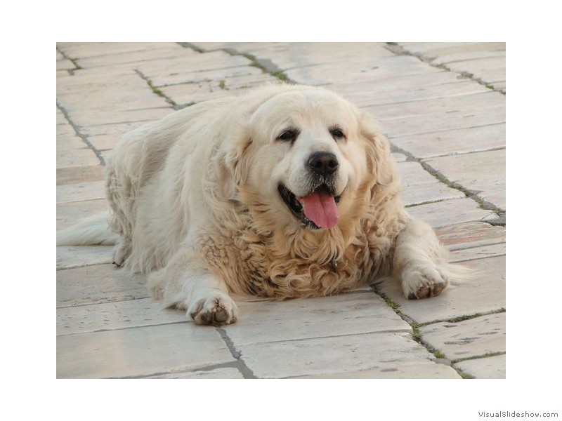 Havr - Old Dog in the Town Square