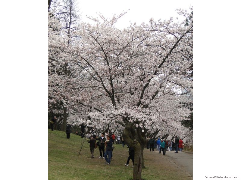 High Park Cherry Blossoms, Toronto