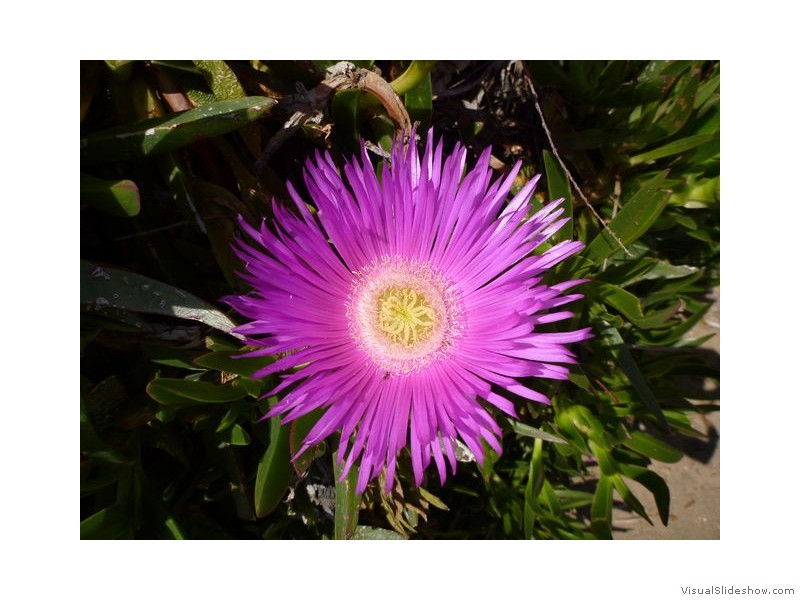 Pink Flower on Lopud, Croatia