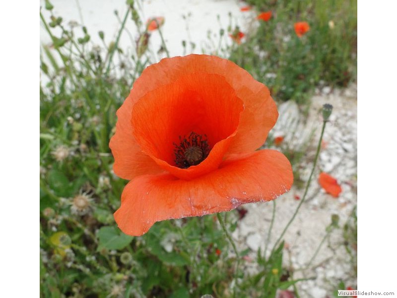 Poppy in Havr, Croatia
