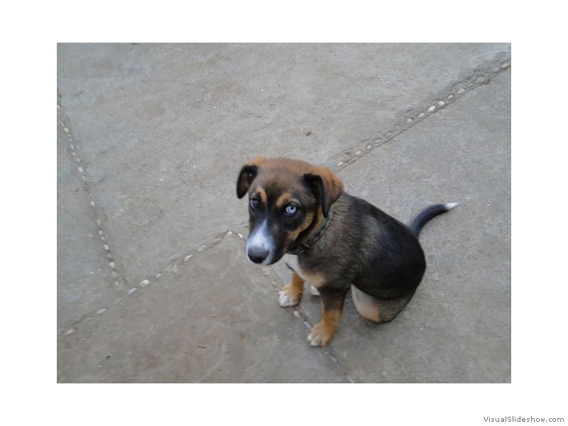 Puppy at Peka Dinner Farm, Croatia