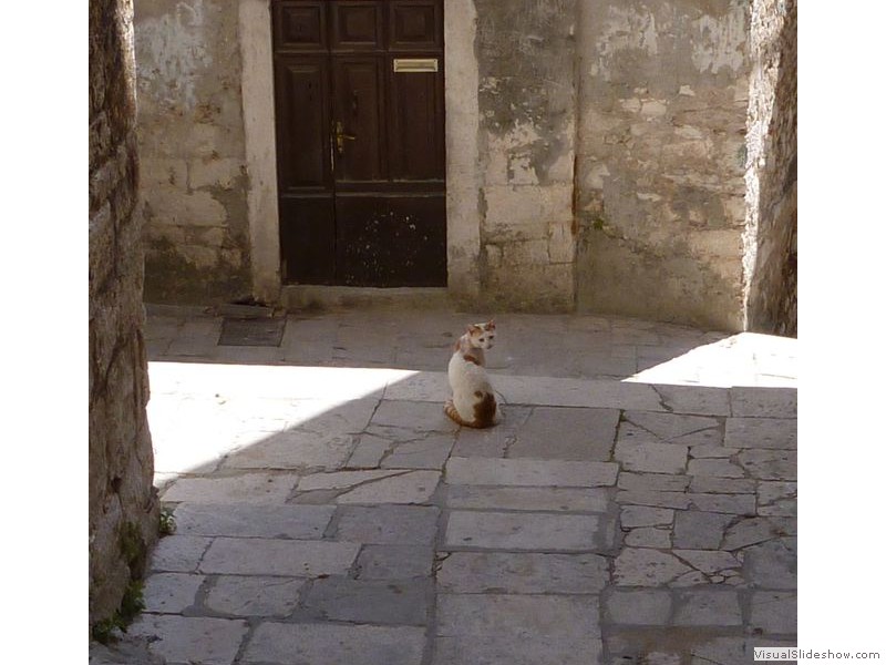 Sibenik, Croatia - Cat on Step