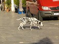 Havr, Dalmatia - Dalmatian Dog in the Town Square