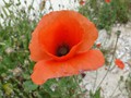 Poppy in Havr, Croatia