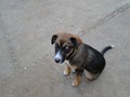 Puppy at Peka Dinner Farm, Croatia