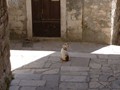 Sibenik, Croatia - Cat on Step