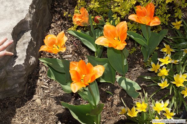 Front Garden Pictures 1