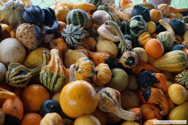 Gourds, Alli Ferri Apple Farm