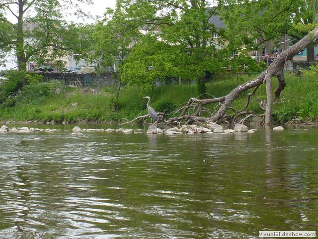 Great Blue Heron, Grand River