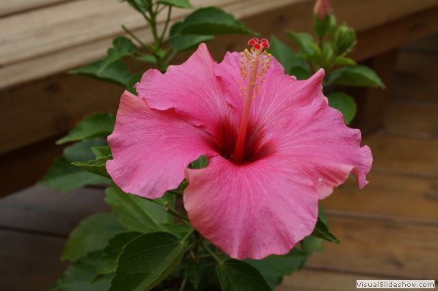 Hibiscus Flower