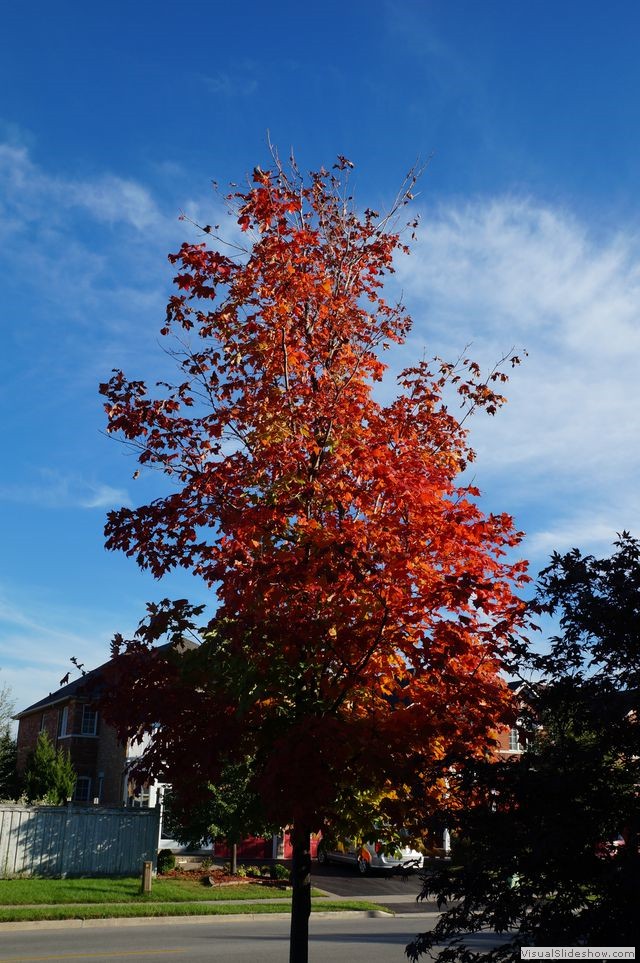 Maple in Fall with Late Afternoon Sun