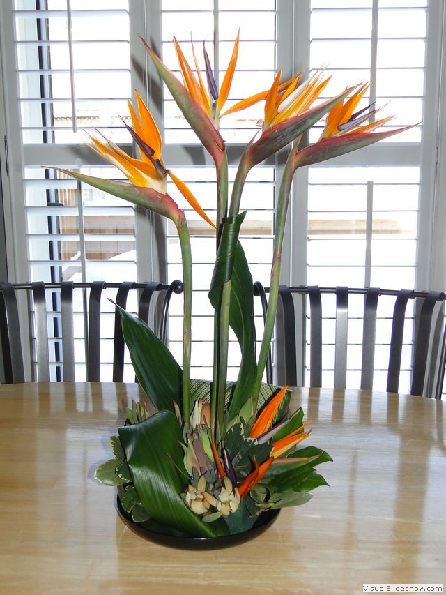 Valentines Day Bird of Paradise
