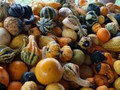 Gourds, Alli Ferri Apple Farm