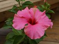 Hibiscus Flower