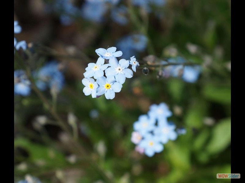 Blue and Yellow Wildflowers