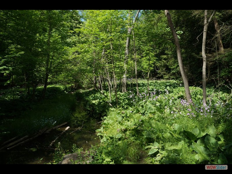 Cootes Paradise, Burlington 03