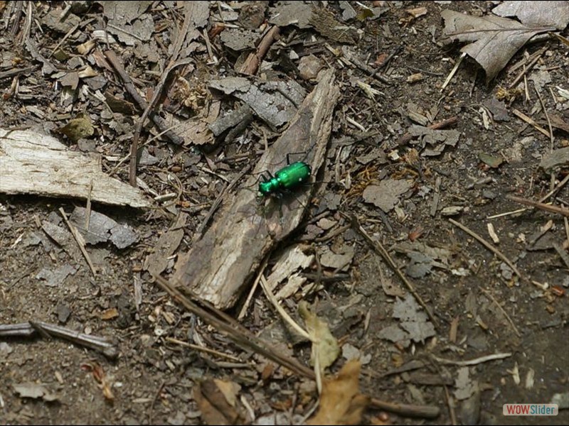 Cootes Paradise, Burlington - Green Beetle