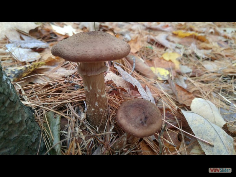 Honey Mushrooms 2