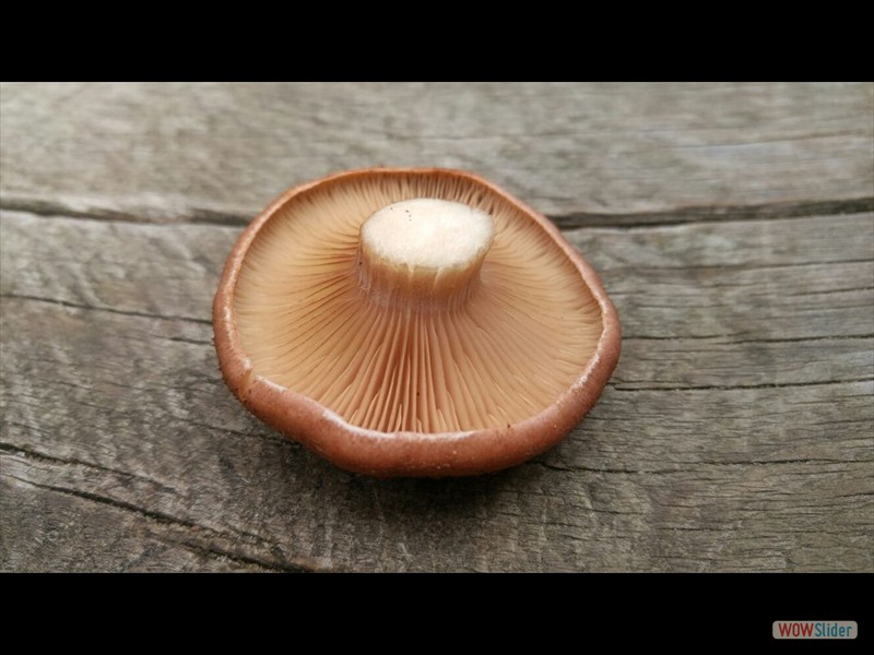 Honey Mushrooms 4