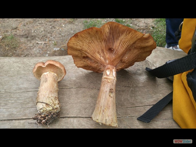 Honey Mushrooms 7