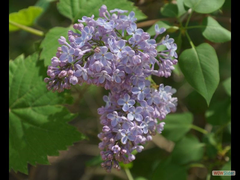 Lilacs