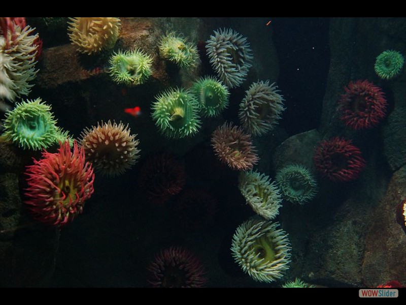 Ripley's Aquarium 08