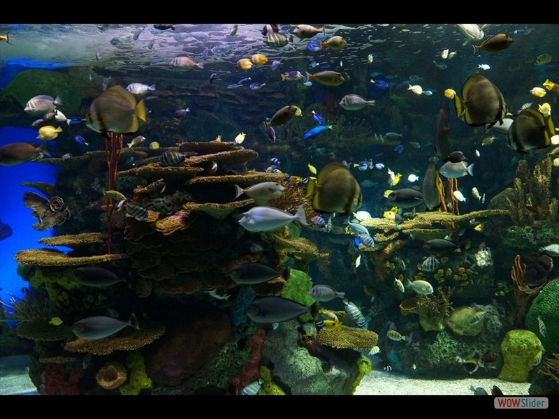 Ripley's Aquarium 10
