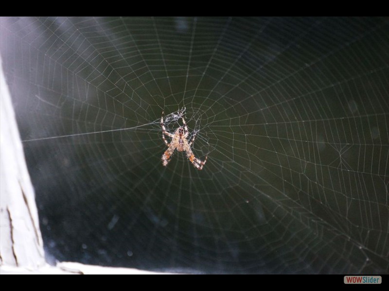 Sharon Temple 09 - Spider and Web