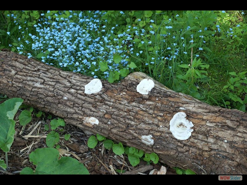 Wildflowers by Log with Mushrooms
