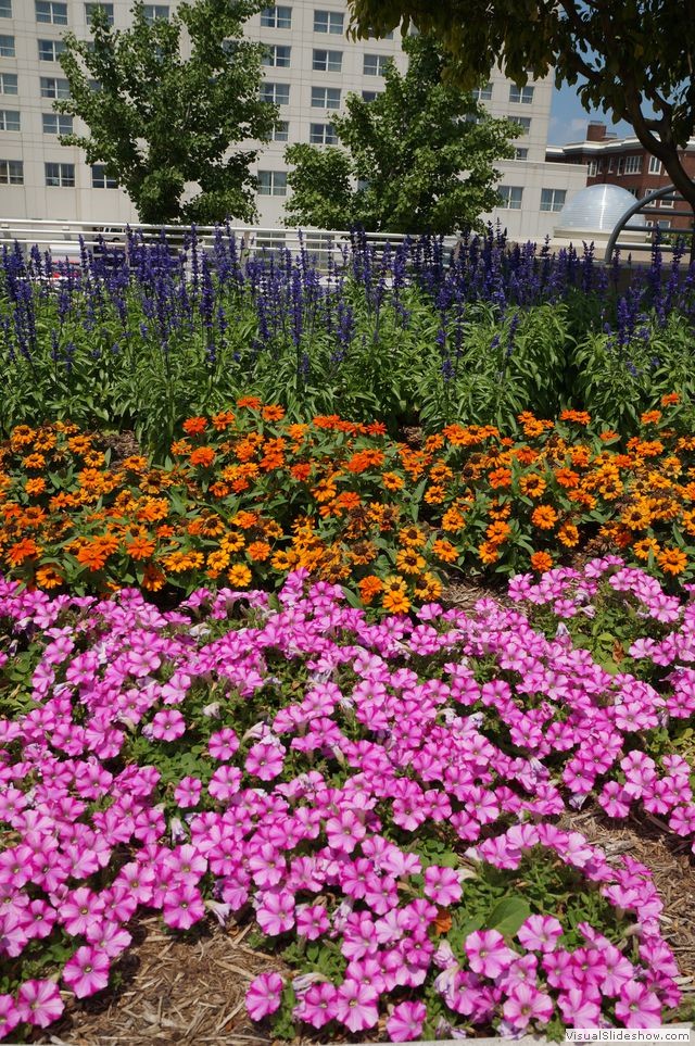 Flowers on Lake Menona Terrace, Madison WI