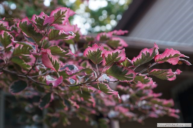Pink Tree Leaves, Madison WI