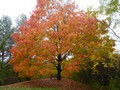 Cornell Plantations - Colourful Tree