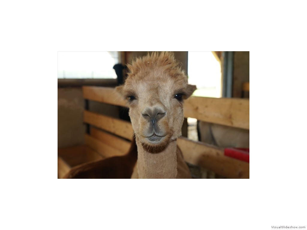 Alpacas 04