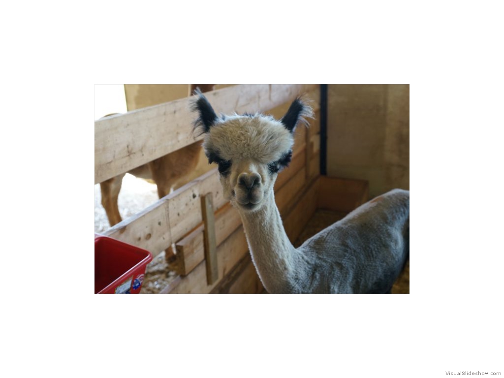 Alpacas 05