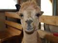 Alpacas 04