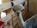 Alpacas 05