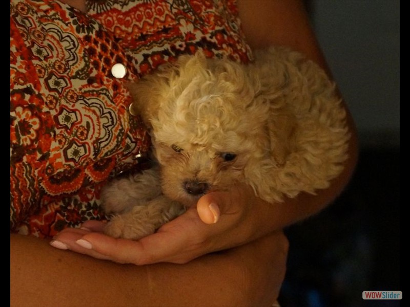 Shih-Poo Puppy Up Close