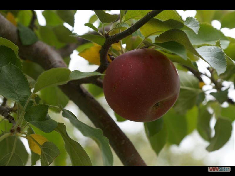 Beautiful Apple on the Tree