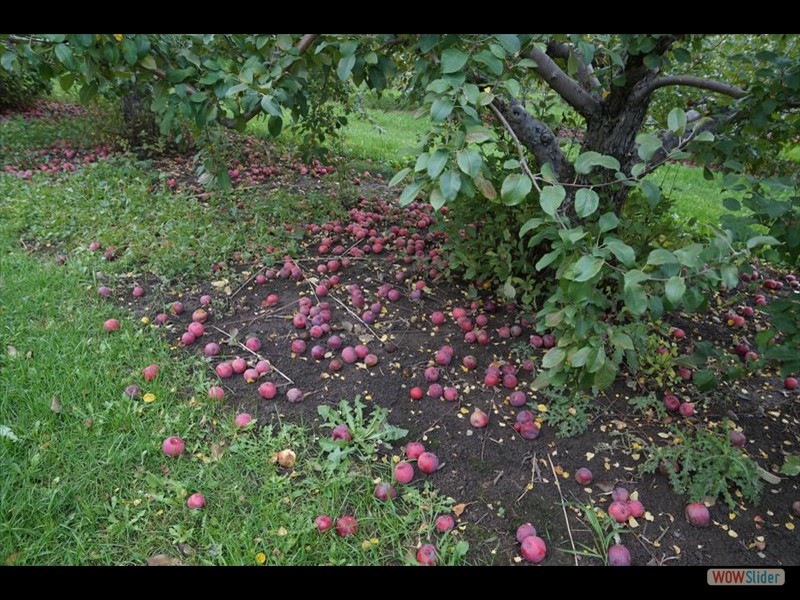 Fallen Apples