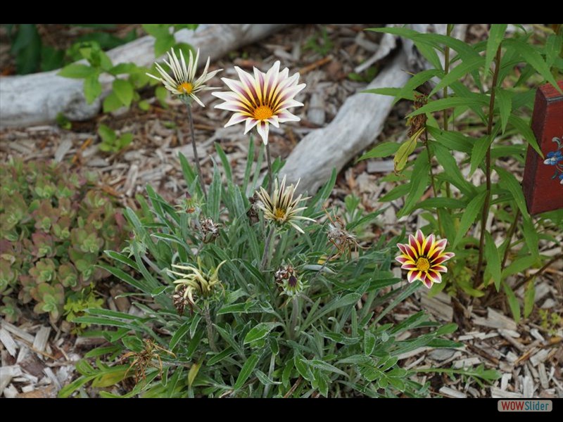 La Maison de Baviere - Flowers