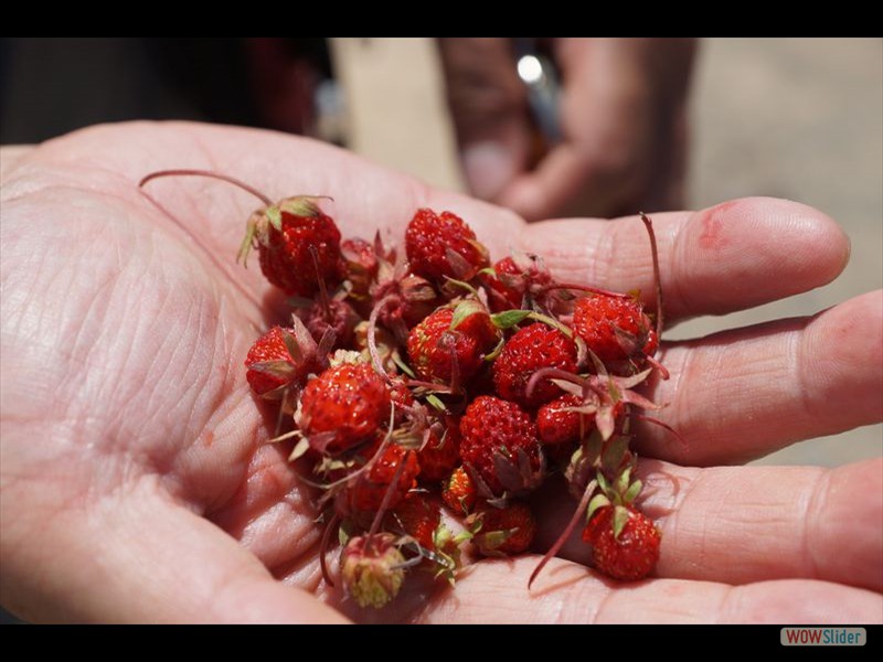 Kayaking Iles de la Madeleine - Wild Strawberries from Nice Old Islander