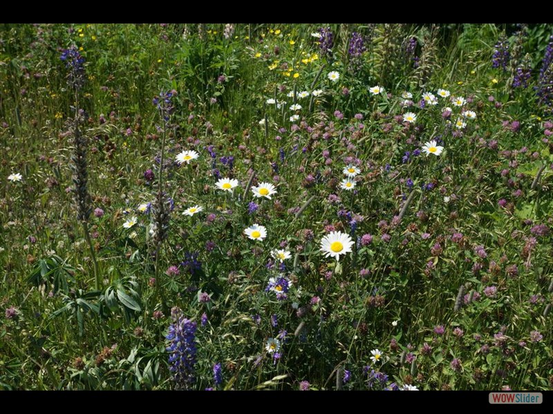 La Pomeloi Cidery 03 - Wildflowers