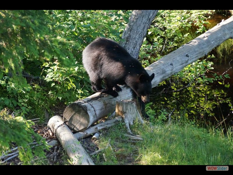 Black Bear Viewing 01