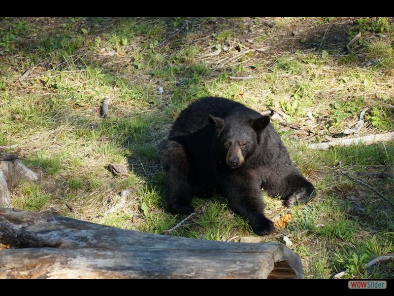 Black Bear Viewing 02