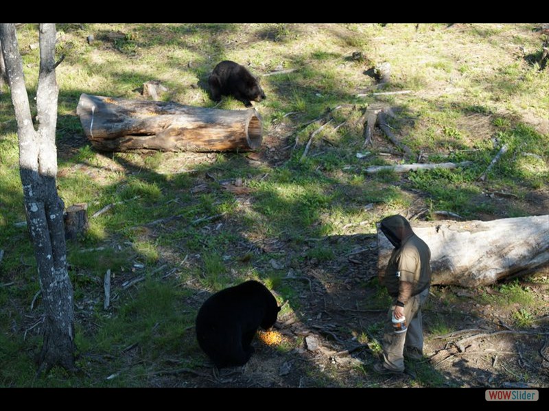 Black Bear Viewing 03
