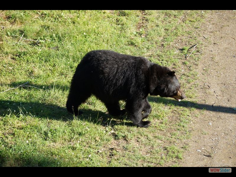 Black Bear Viewing 06