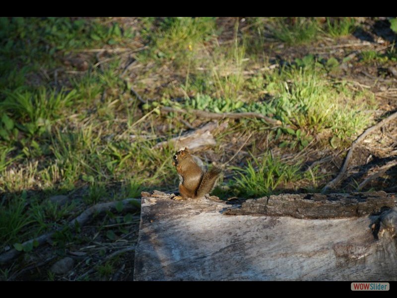 Black Bear Viewing 09