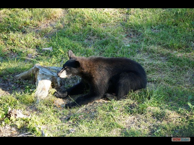 Black Bear Viewing 11
