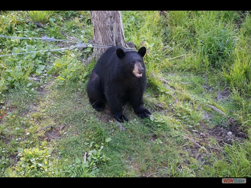 Black Bear Viewing 12